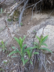 Digitalis lutea