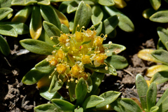 Azorella ruizii