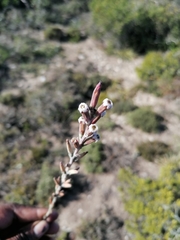 Adromischus cristatus