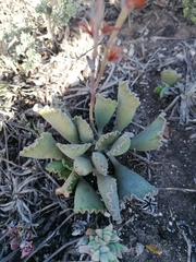 Adromischus cristatus
