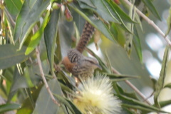 Campylorhynchus zonatus