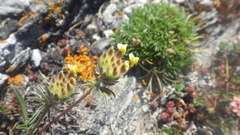 Anthyllis vulneraria vulneraria