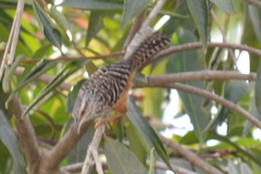 Campylorhynchus zonatus