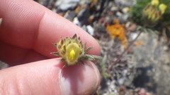 Anthyllis vulneraria vulneraria