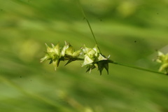Carex atlantica atlantica
