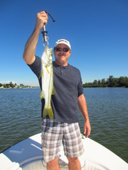 Centropomus undecimalis