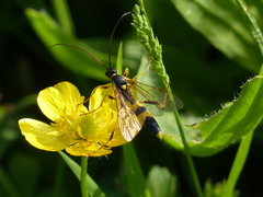 Amblyteles armatorius