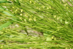 Carex atlantica atlantica