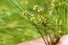 Carex atlantica atlantica