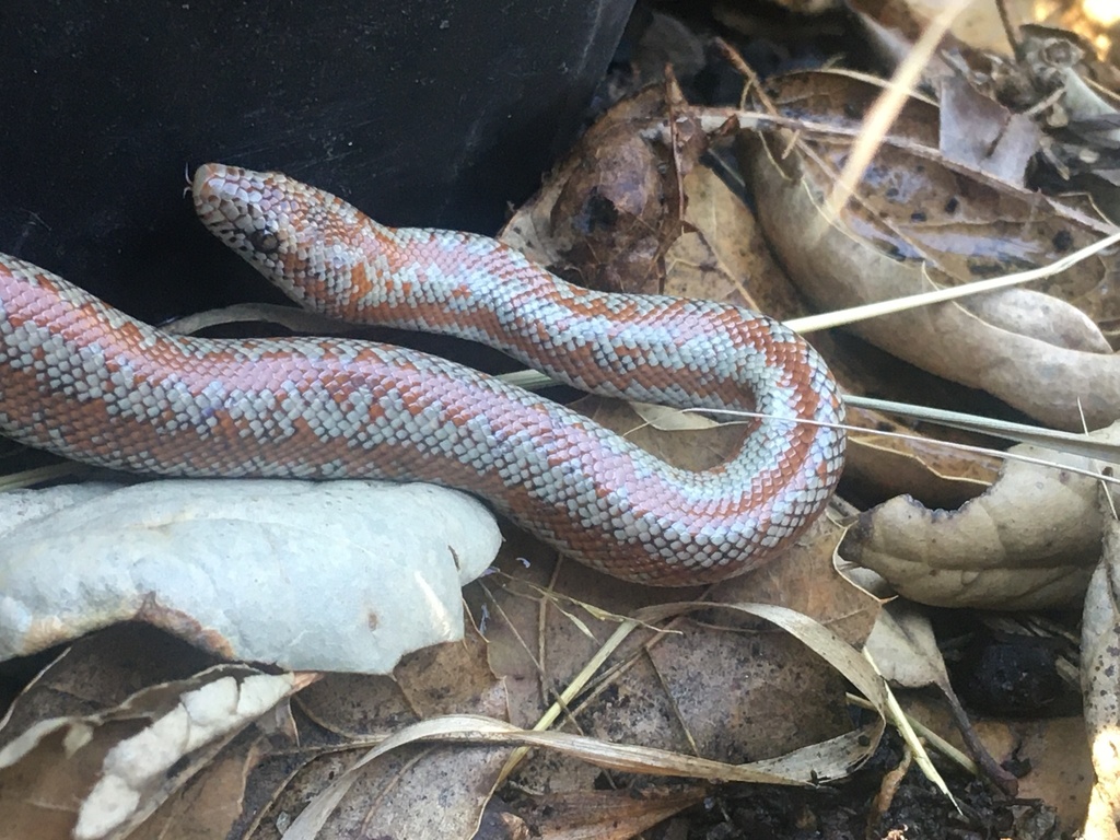 Coastal Rosy Boa from Cleveland National Forest, Silverado, CA, US on ...