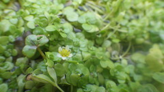 Ranunculus hederaceus