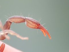 Euscorpius celanus