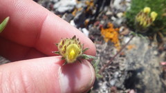 Anthyllis vulneraria vulneraria