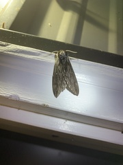 Sphinx poecila