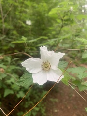 Rubus trilobus