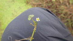 Ranunculus hederaceus