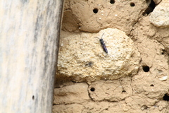 Sapyga quinquepunctata