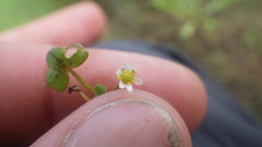 Ranunculus hederaceus