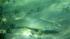 Sillago ciliata