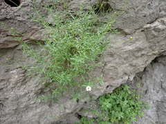Silene saxifraga