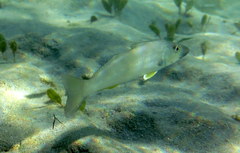 Sillago ciliata