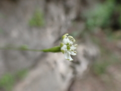 Silene saxifraga