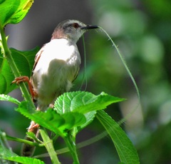 Prinia subflava pondoensis