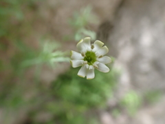 Silene saxifraga