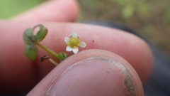 Ranunculus hederaceus