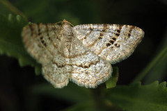 Semiothisa saburraria