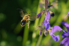 Eucera