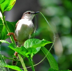 Prinia subflava pondoensis