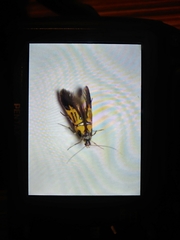 Schiffermuelleria schaefferella