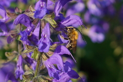 Eucera
