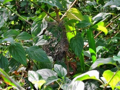 Prinia subflava pondoensis