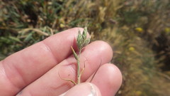 Bromus hordeaceus ferronii