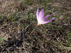 Colchicum laetum