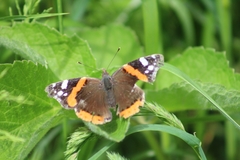 Vanessa atalanta