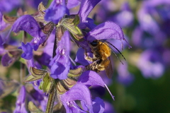 Eucera