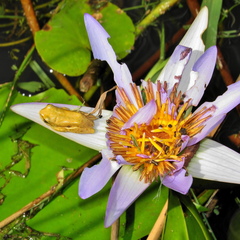 Hyperolius marmoratus marmoratus