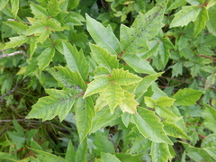 Toxicodendron radicans verrucosum