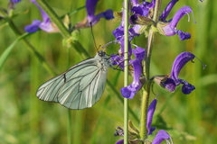 Aporia crataegi