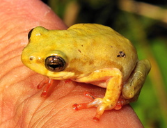 Hyperolius marmoratus marmoratus