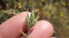 Bromus hordeaceus ferronii