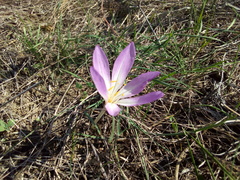 Colchicum laetum