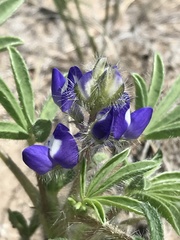 Lupinus pusillus