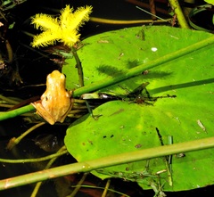 Hyperolius marmoratus marmoratus
