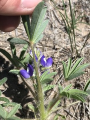 Lupinus pusillus