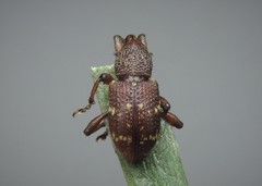 Hylobius transversovittatus