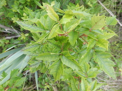 Toxicodendron radicans verrucosum